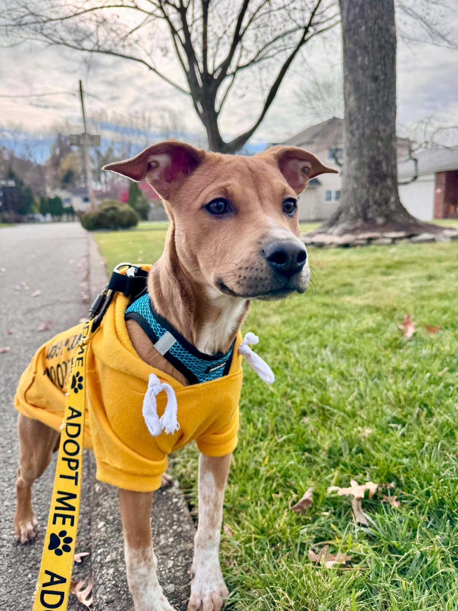 FLEA, Adoptable, Young Female Australian Cattle Dog / Blue Heeler.