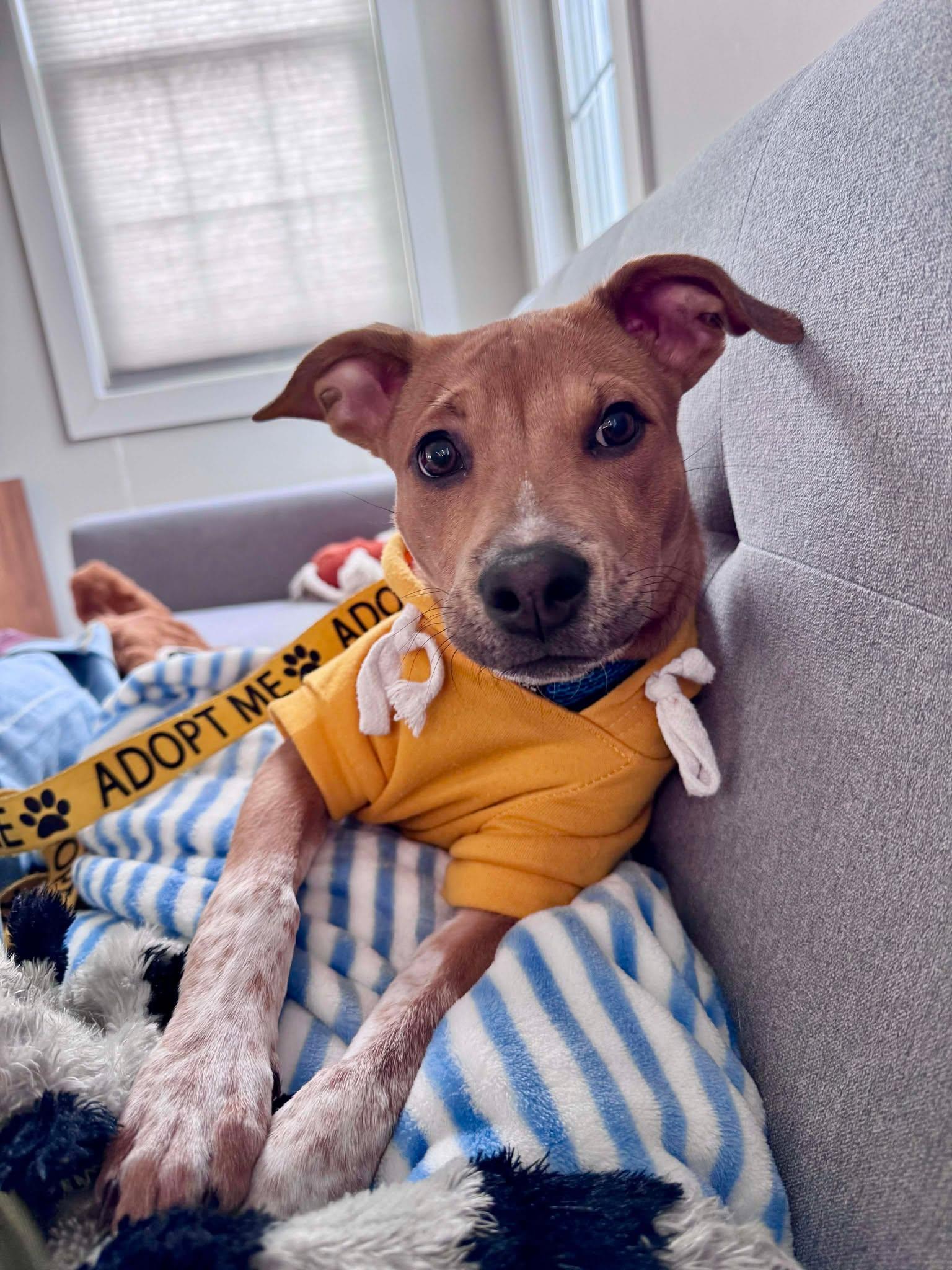 Enlarge FLEA, a Adoptable Australian Cattle Dog / Blue Heeler in Pomfret Center, CT image 2/3