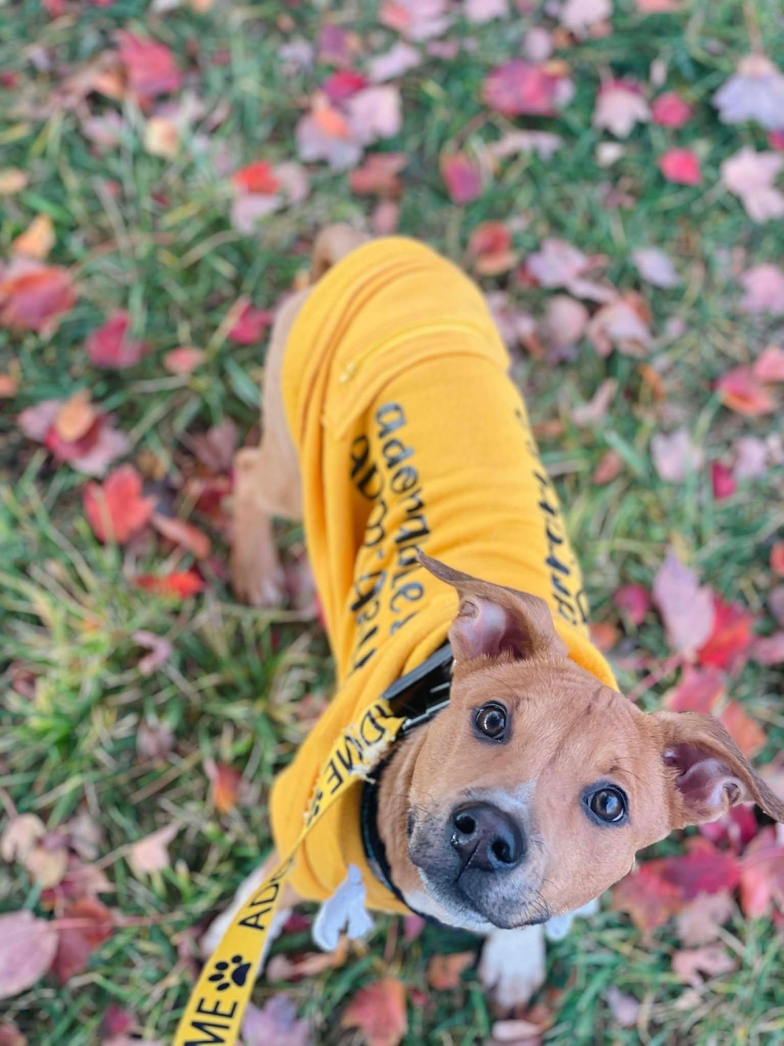 Enlarge FLEA, a Adoptable Australian Cattle Dog / Blue Heeler in Pomfret Center, CT image 3/3