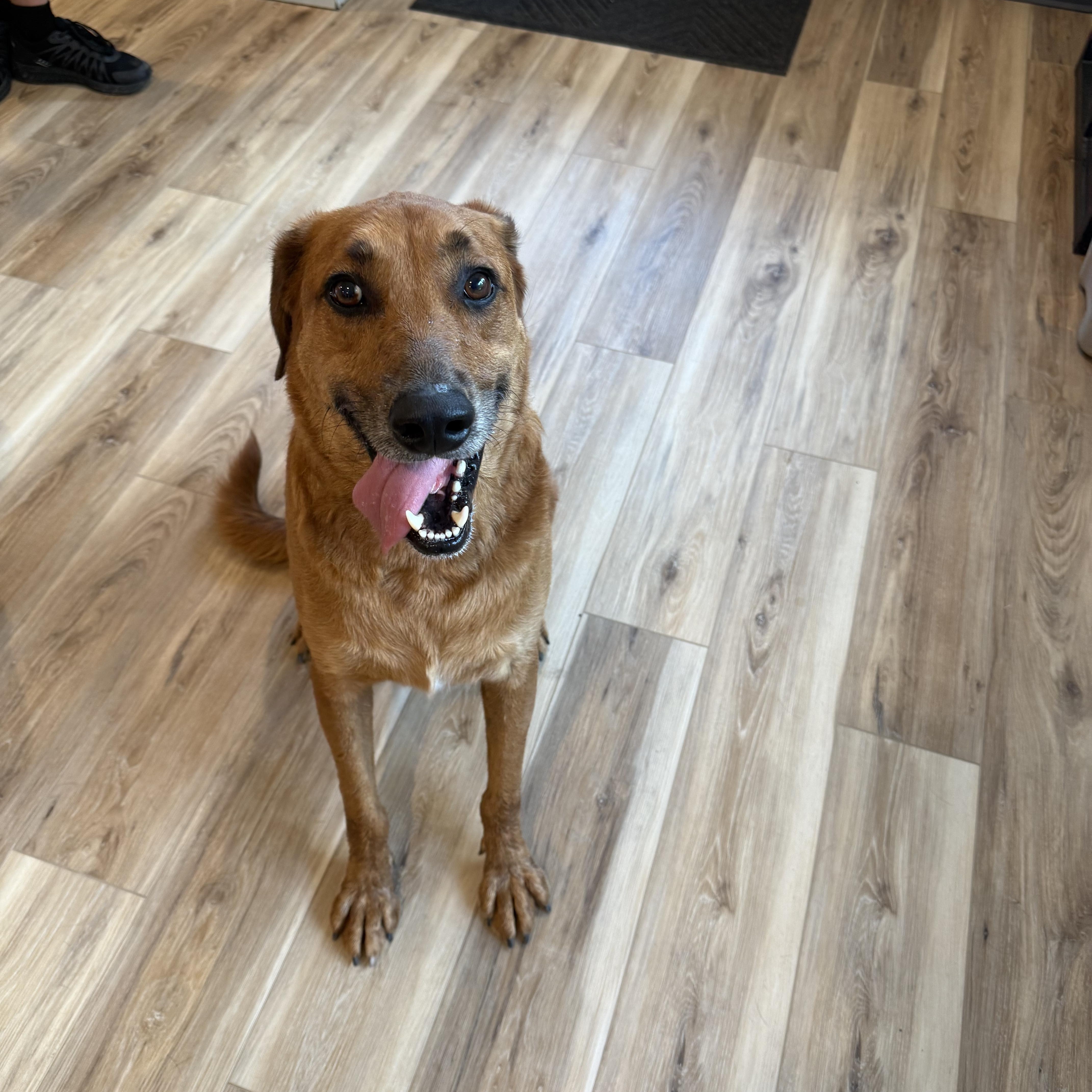 Devin, a Adoptable mixed breed in Reeds Spring, MO image 1/3