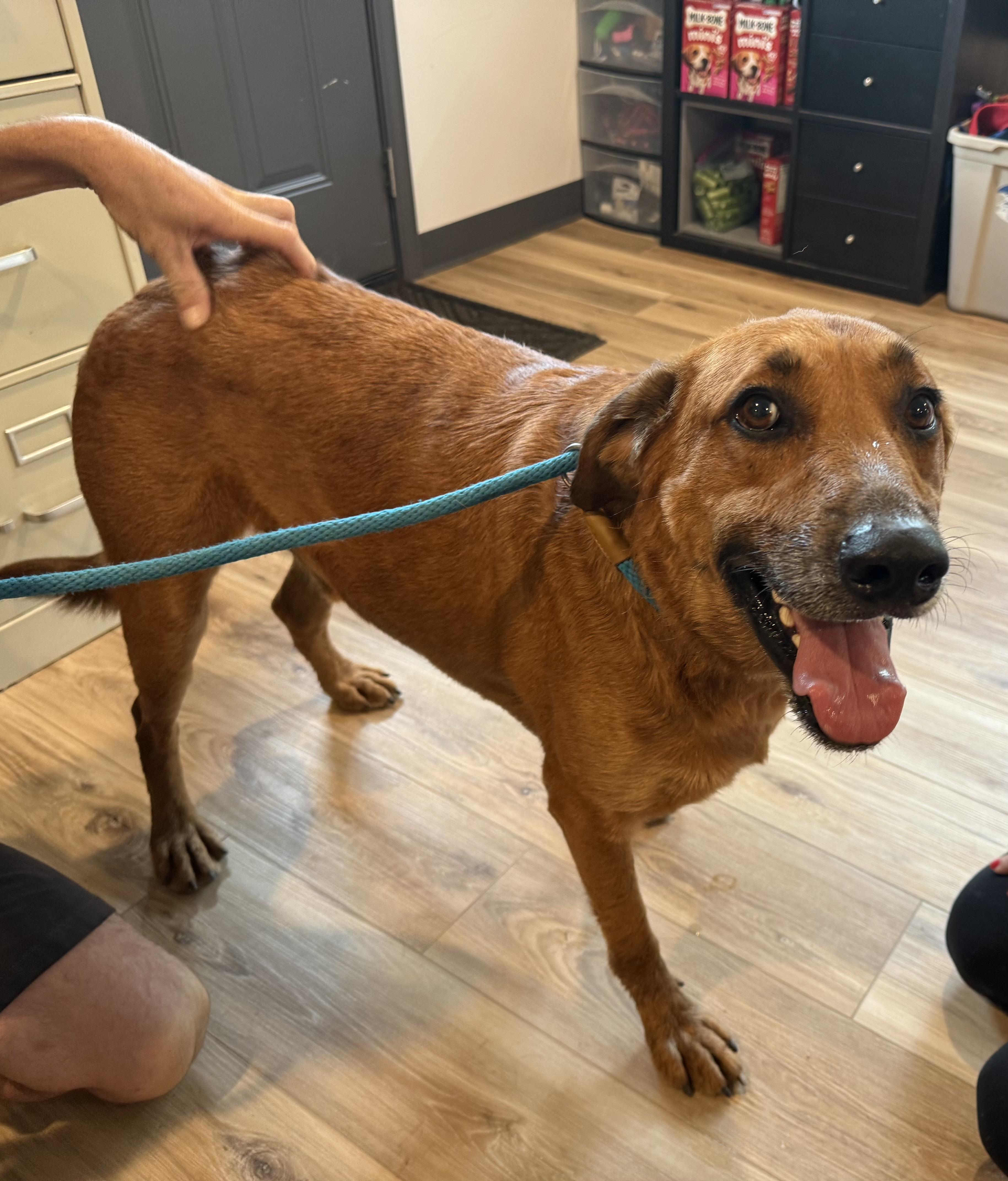 Devin, an adoptable Manchester Terrier, Rottweiler in Reeds Spring, MO, 65737 | Photo Image 3