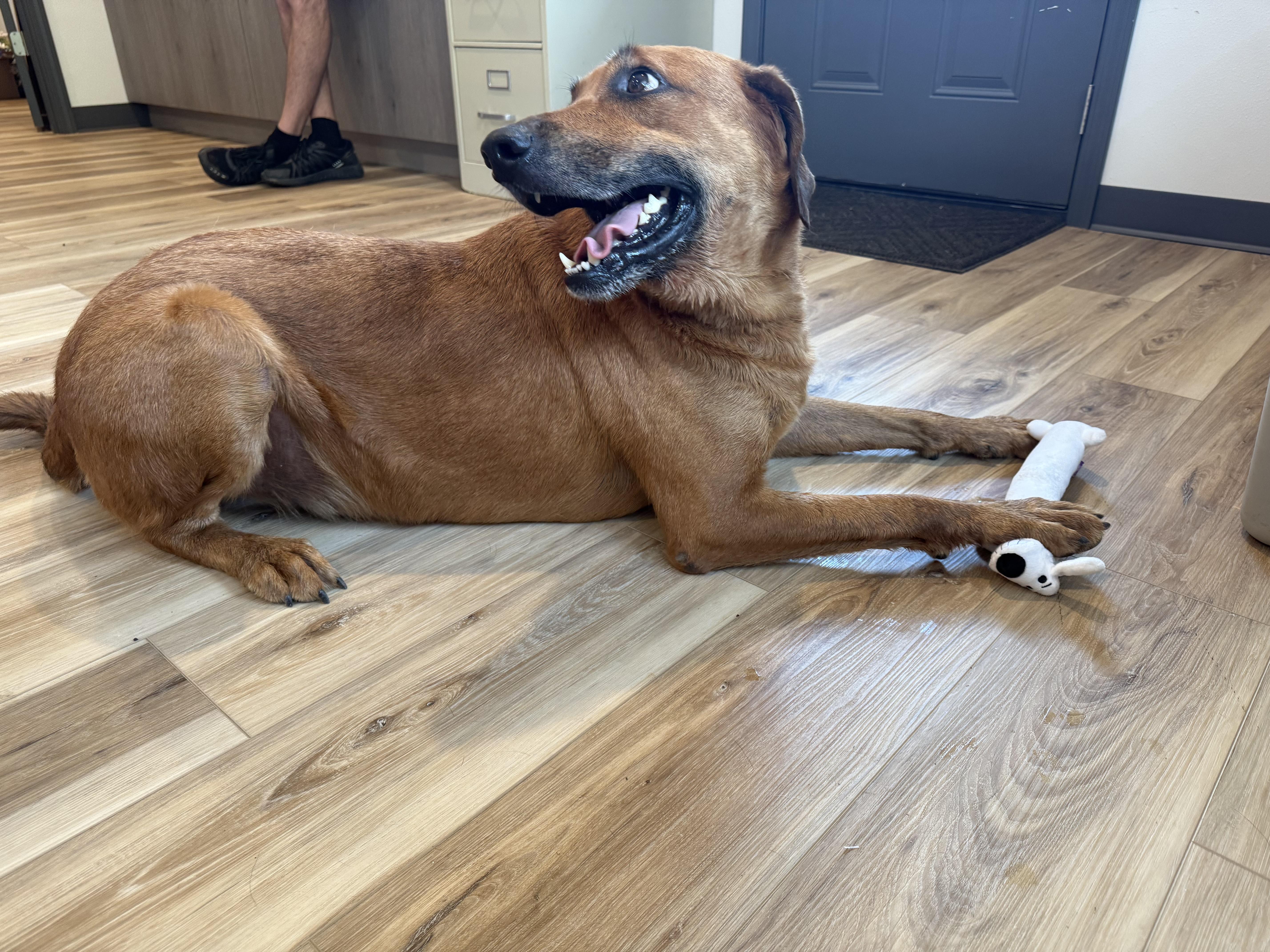 Devin, a Adoptable mixed breed in Reeds Spring, MO image 3/3