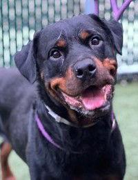 Flash - foster needed, Adoptable, Young Male Rottweiler.