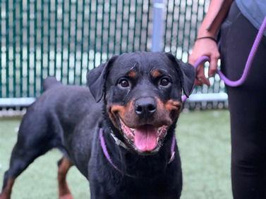 Flash - foster needed, Adoptable, Young Male Rottweiler.