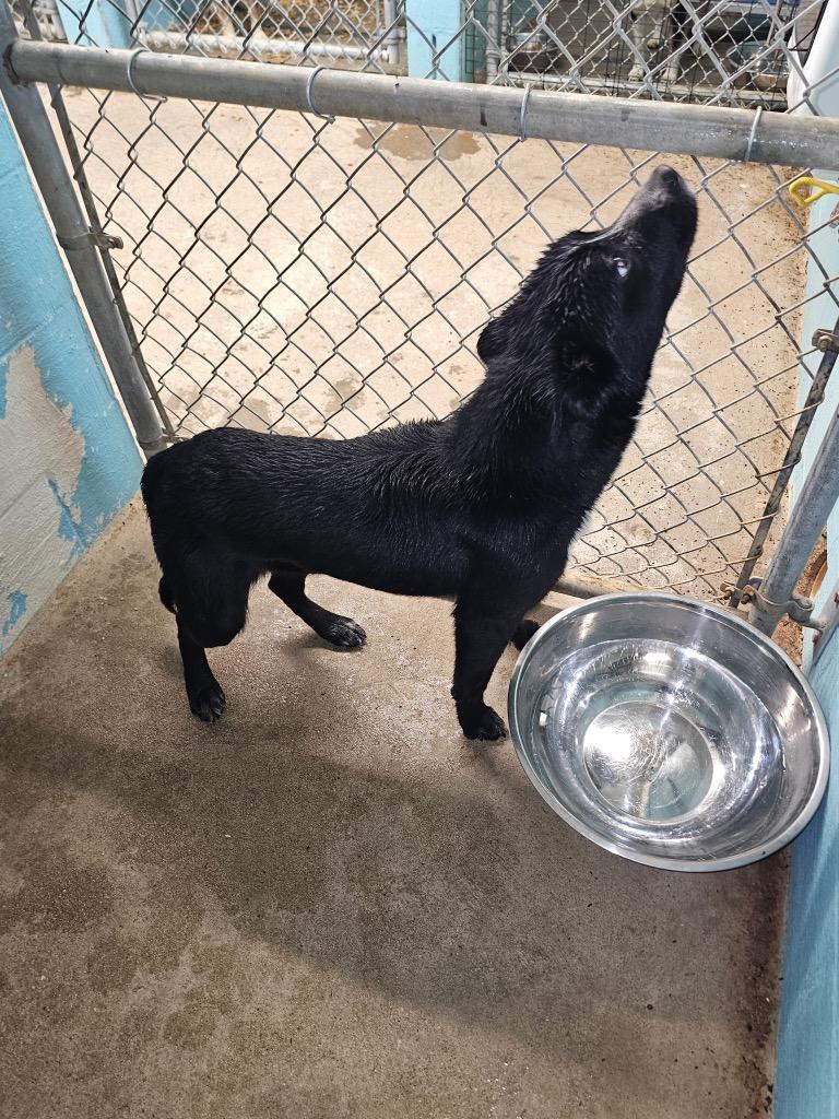 Shadow, Adoptable, Young Male Mixed Breed.
