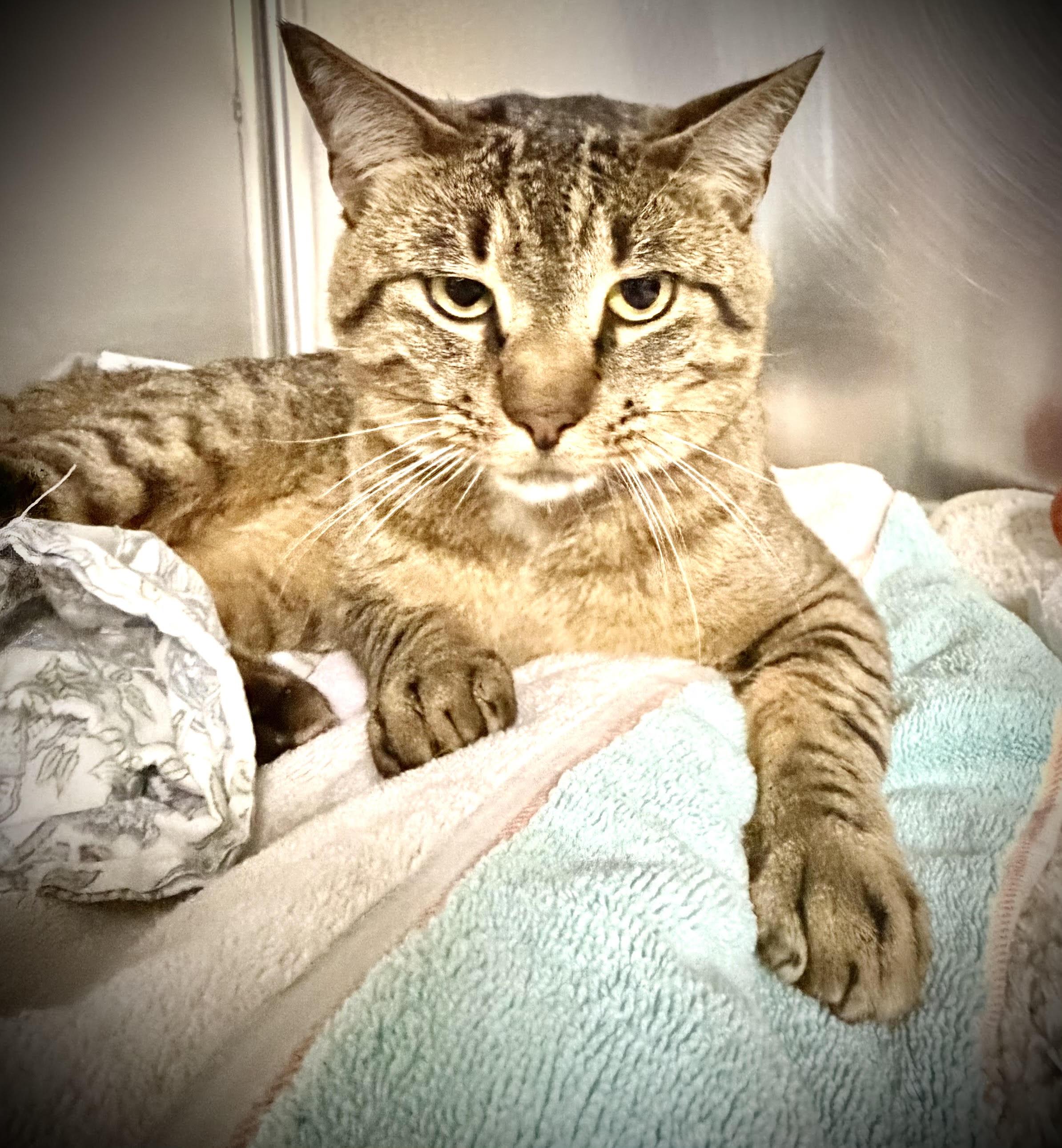 Dennis, Adopted, Adult Male Domestic Short Hair.