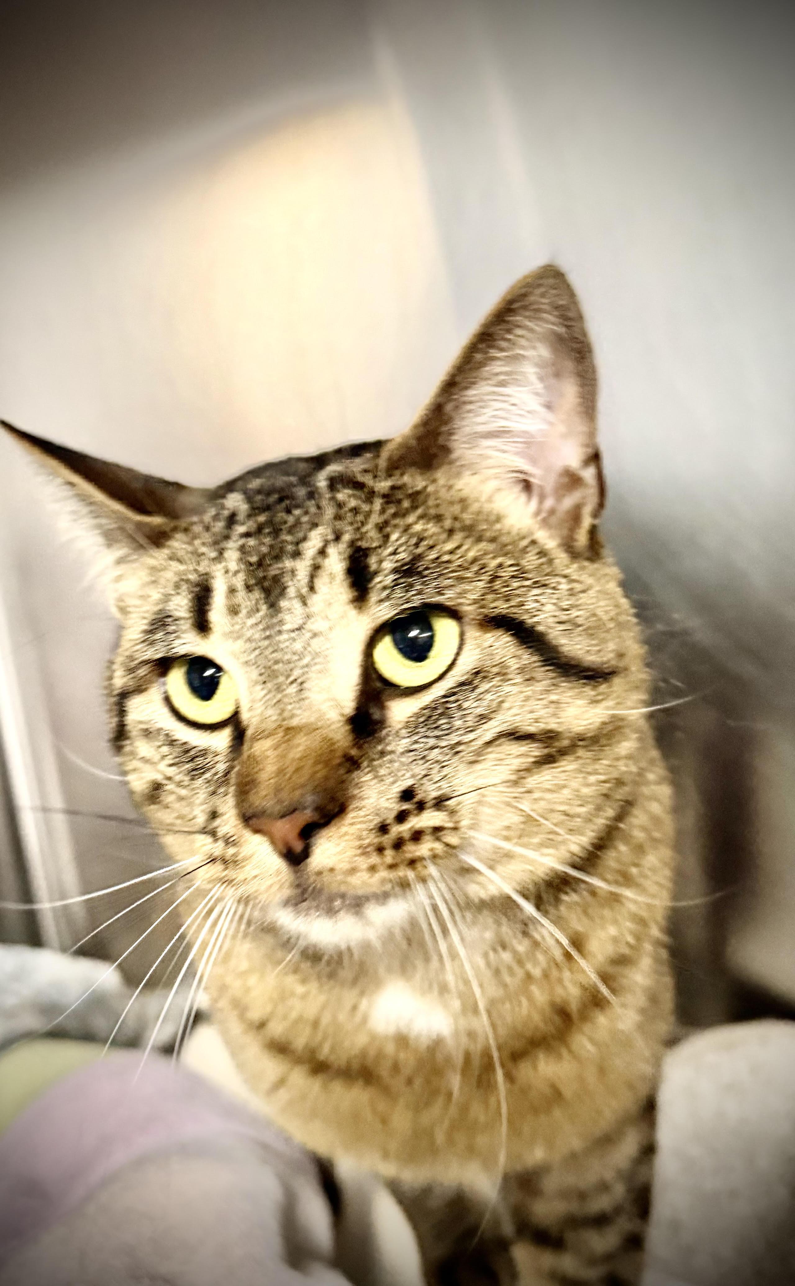 Enlarge Dennis, a Adopted Domestic Short Hair in Marblehead, MA image 2/3