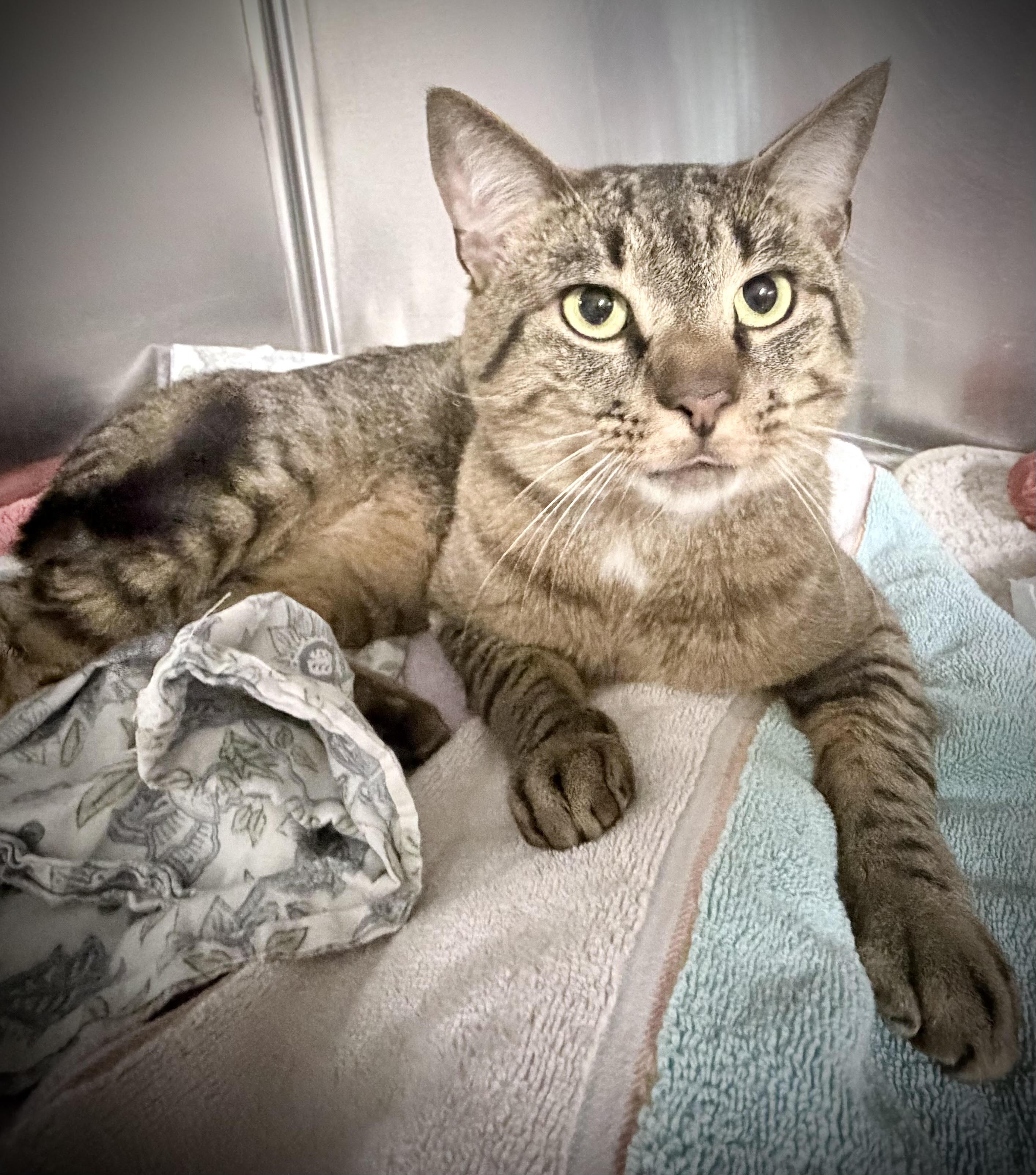 Enlarge Dennis, a Adopted Domestic Short Hair in Marblehead, MA image 3/3