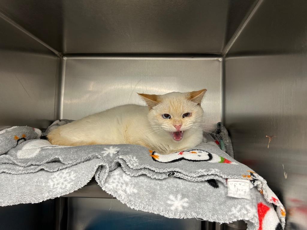 Honeybud, Adoptable, Young Male Domestic Short Hair.