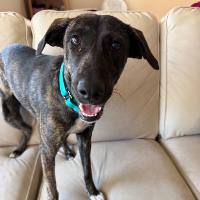 BANDANA BUTTERBEANS, Adoptable, Young Female Mixed Breed.
