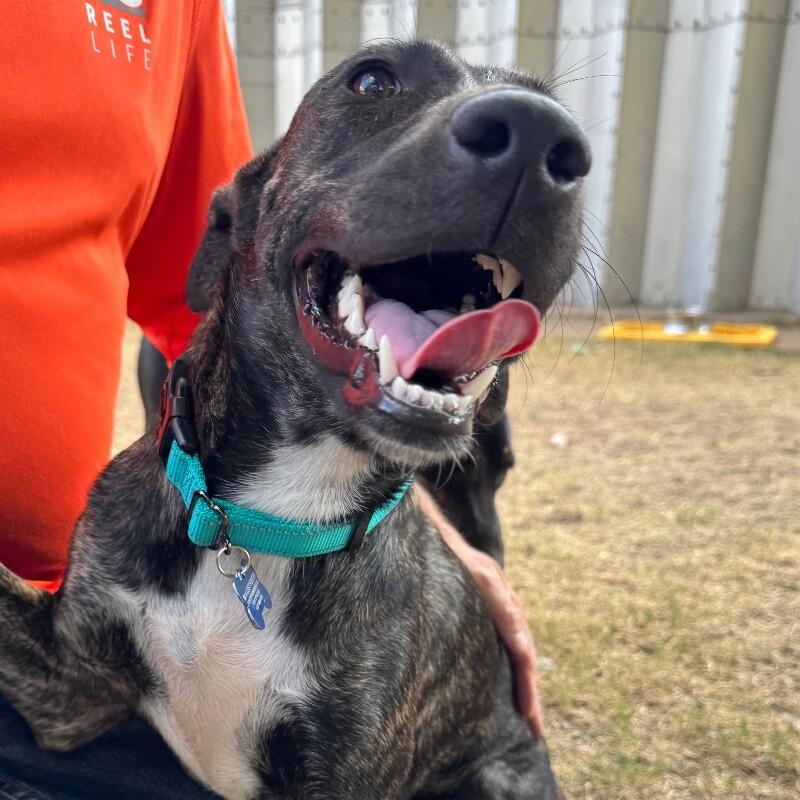 Enlarge BANDANA BUTTERBEANS, a Adoptable Mixed Breed in lawton, OK image 2/6