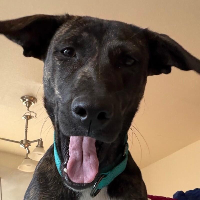 Enlarge BANDANA BUTTERBEANS, a Adoptable Mixed Breed in lawton, OK image 3/6