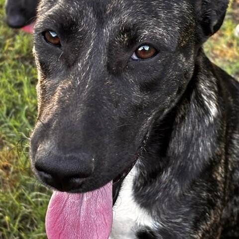 Enlarge BANDANA BUTTERBEANS, a Adoptable Mixed Breed in lawton, OK image 4/6