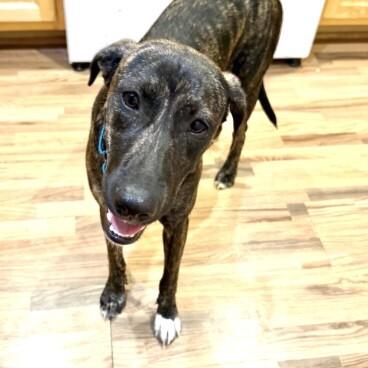 Enlarge BANDANA BUTTERBEANS, a Adoptable Mixed Breed in lawton, OK image 5/6