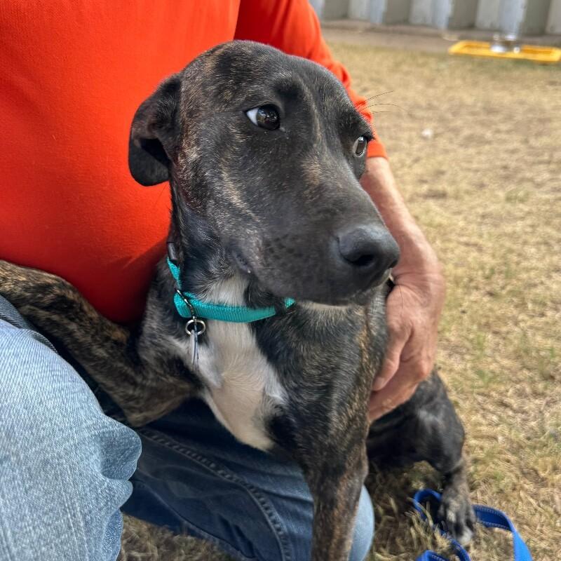 Enlarge BANDANA BUTTERBEANS, a Adoptable Mixed Breed in lawton, OK image 6/6