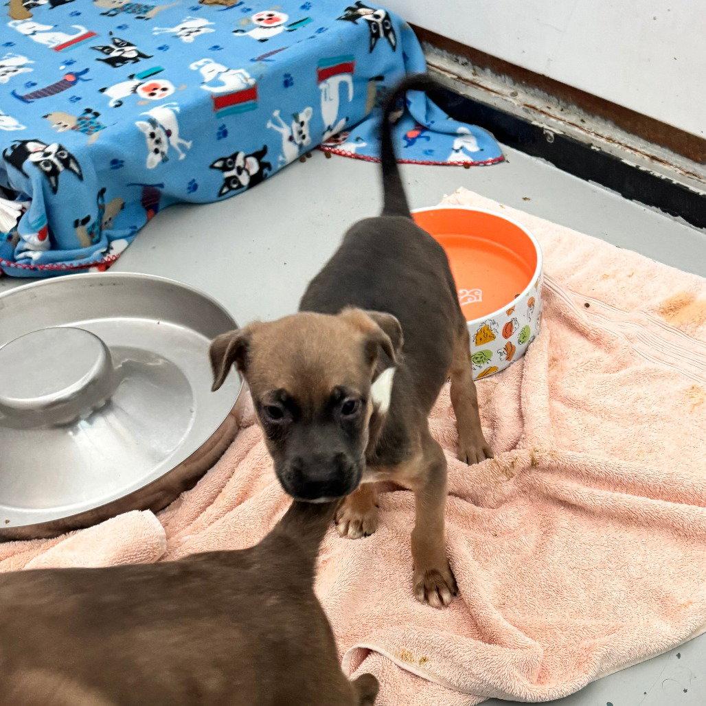 GAMMA, Adopted, Puppy Female Border Collie & Pit Bull Terrier.