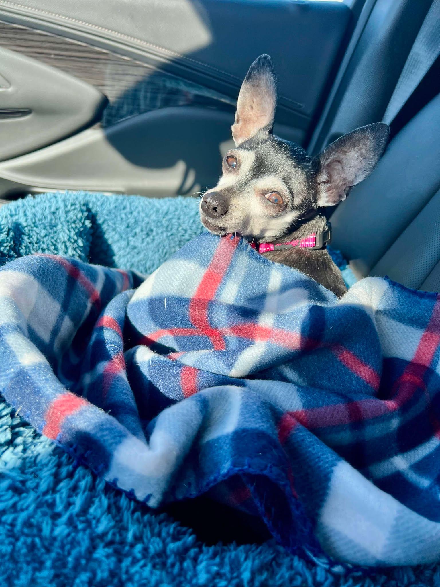 Enlarge Madeline, an adoptable mixed breed in De Pere, WI image 2/5