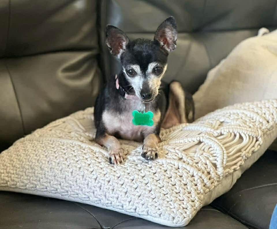 Enlarge Madeline, an adoption pending mixed breed in De Pere, WI image 4/4