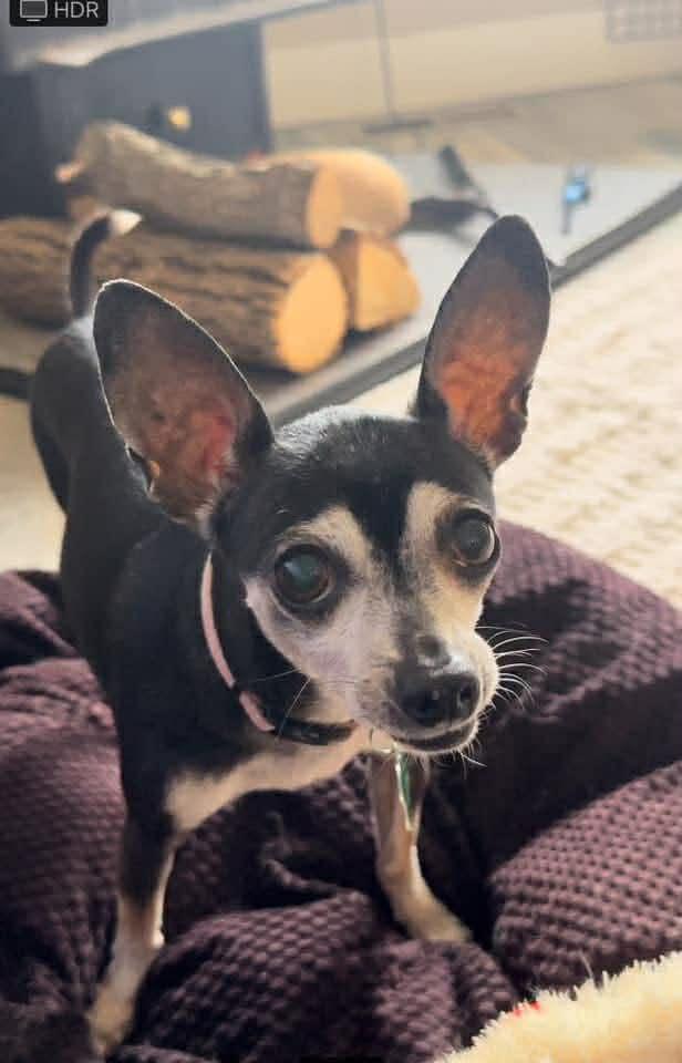 Enlarge Madeline, an adoption pending mixed breed in De Pere, WI image 1/4