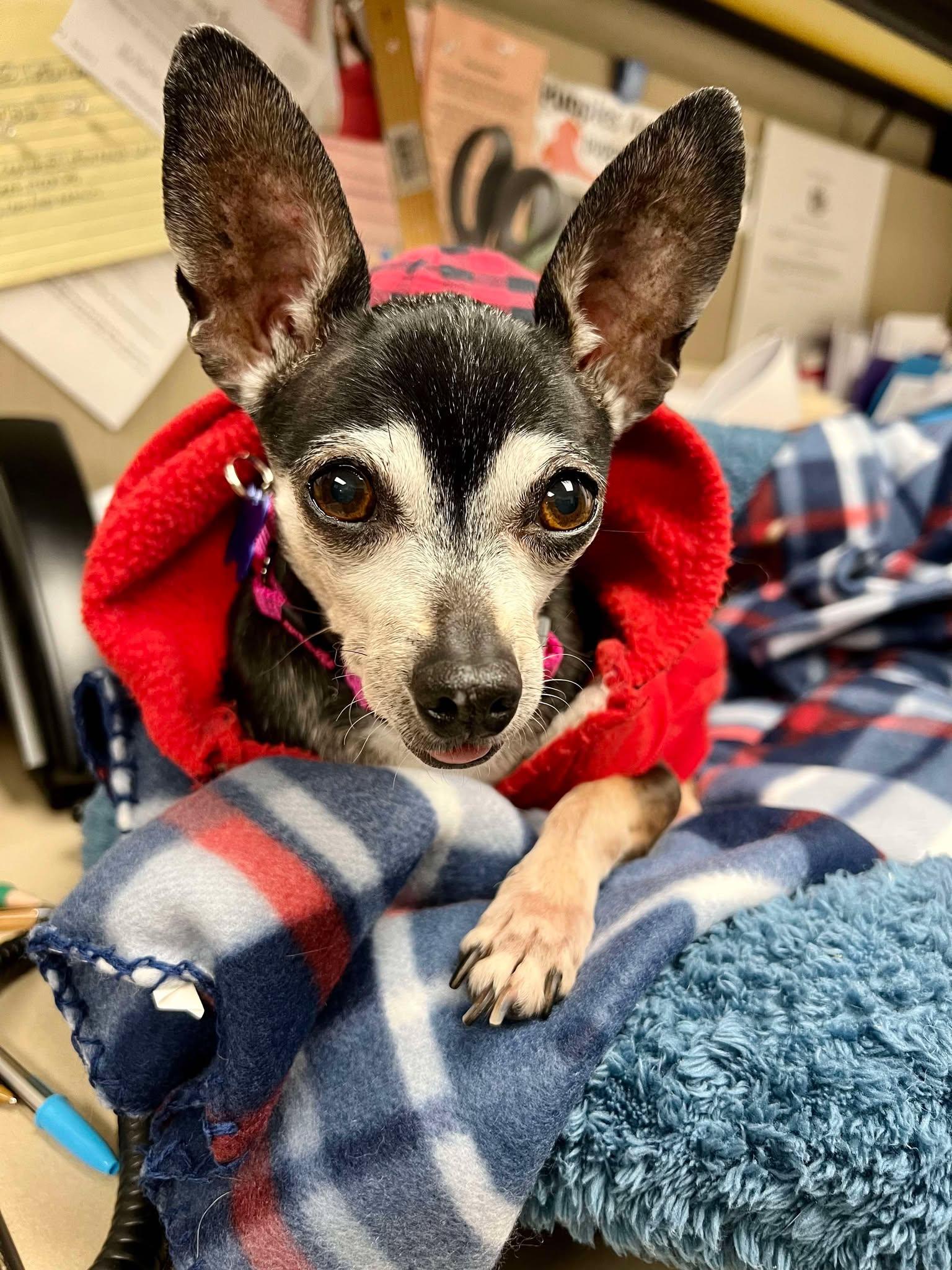 Enlarge Madeline, an adoptable mixed breed in De Pere, WI image 4/5