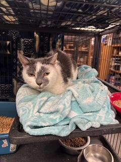 Enlarge Betty, a Adopted Domestic Short Hair in Palo Cedro, CA image 1/1