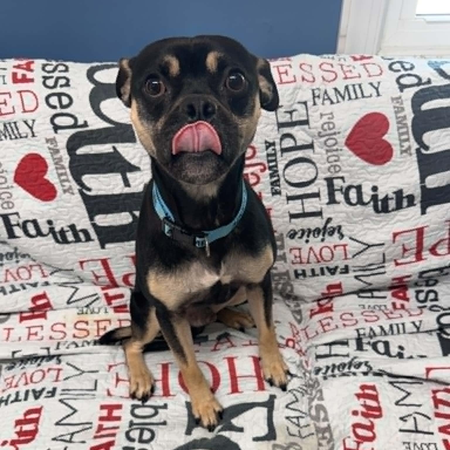 Enlarge Riggins, an adopted mixed breed in Sunderland, MD image 2/5