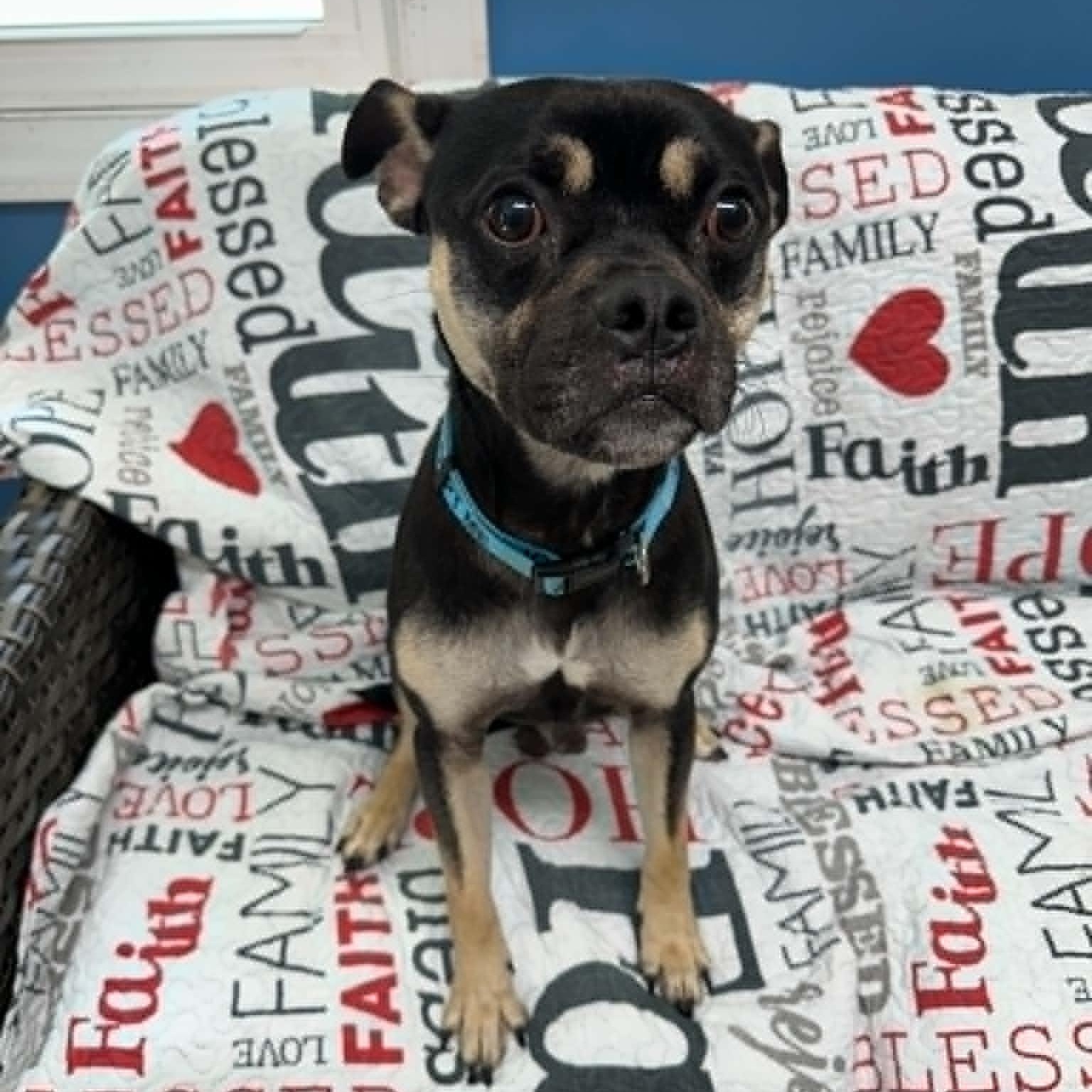 Enlarge Riggins, an adopted mixed breed in Sunderland, MD image 4/5