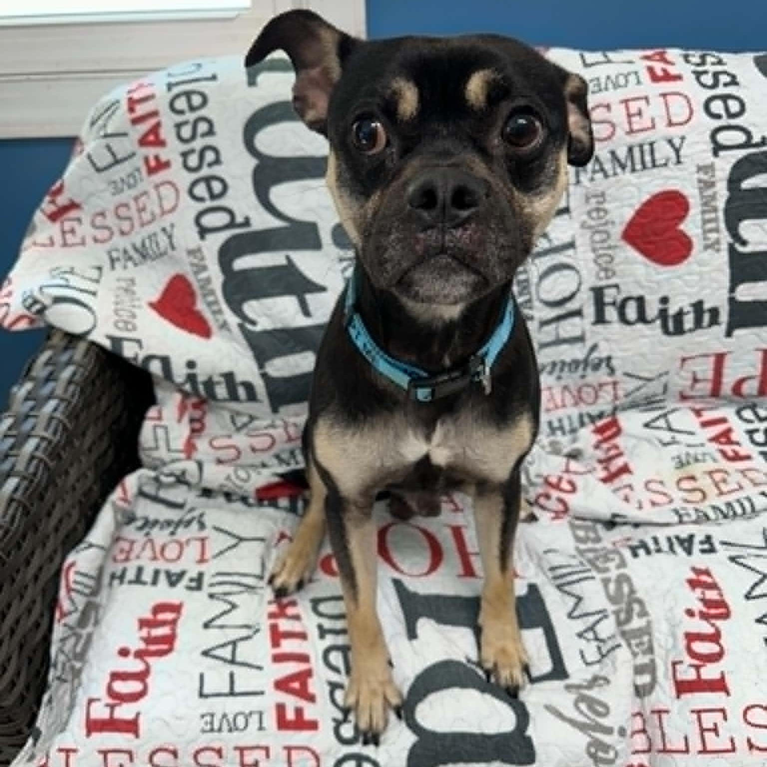 Enlarge Riggins, an adopted mixed breed in Sunderland, MD image 5/5