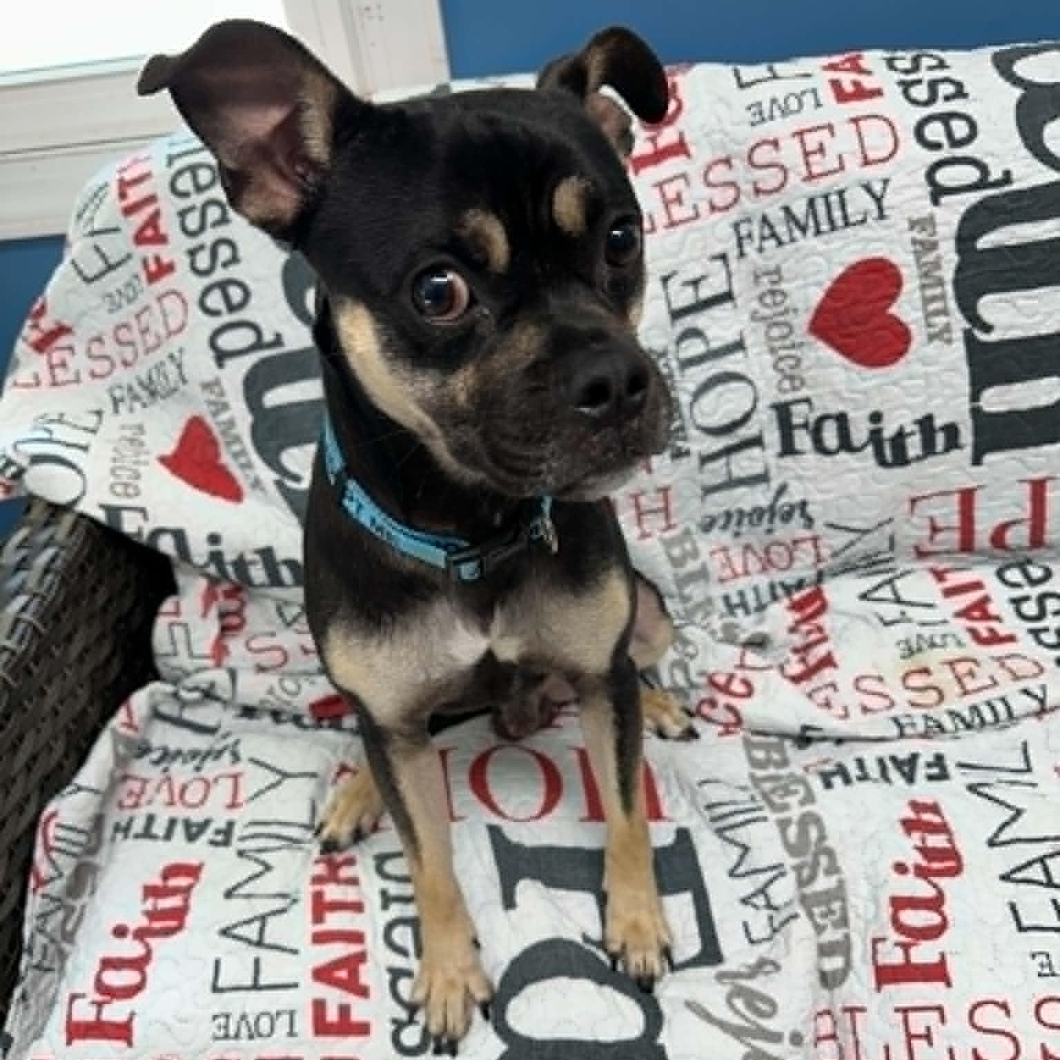 Enlarge Riggins, an adopted mixed breed in Sunderland, MD image 1/5