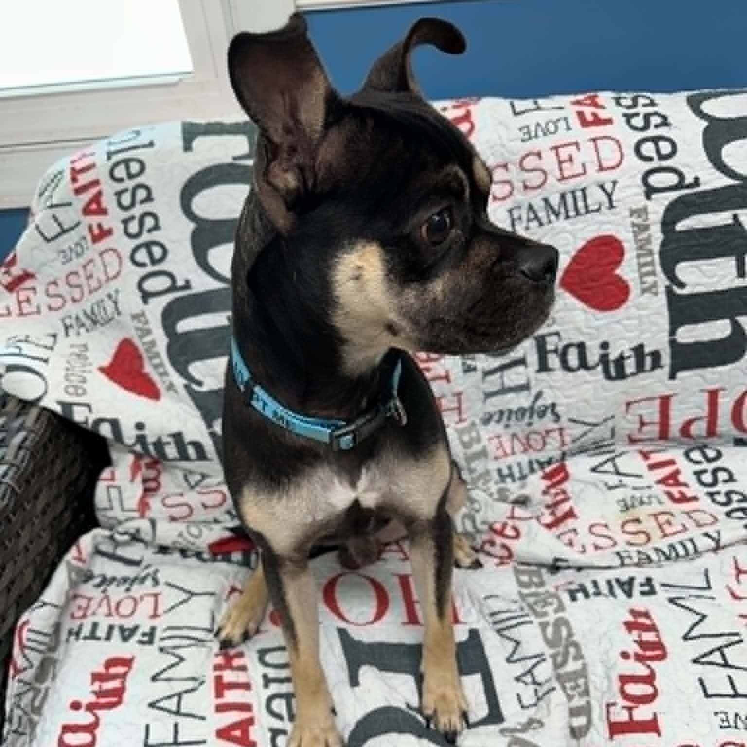 Enlarge Riggins, an adopted mixed breed in Sunderland, MD image 3/5