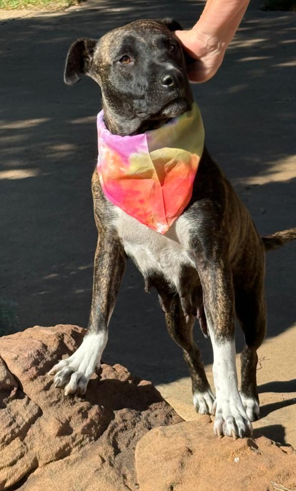 Enlarge KIMBER, a Adopted mixed breed in Vancouver, BC image 3/6