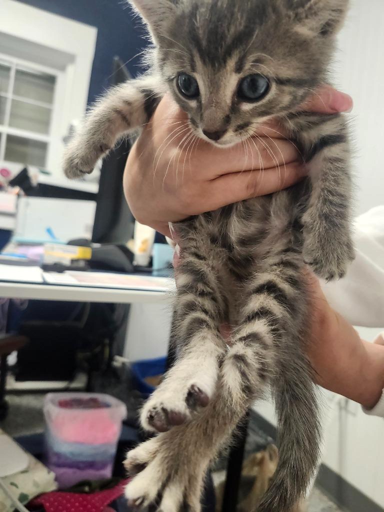 FLETCHER, Adoptable, Kitten Male Domestic Short Hair.