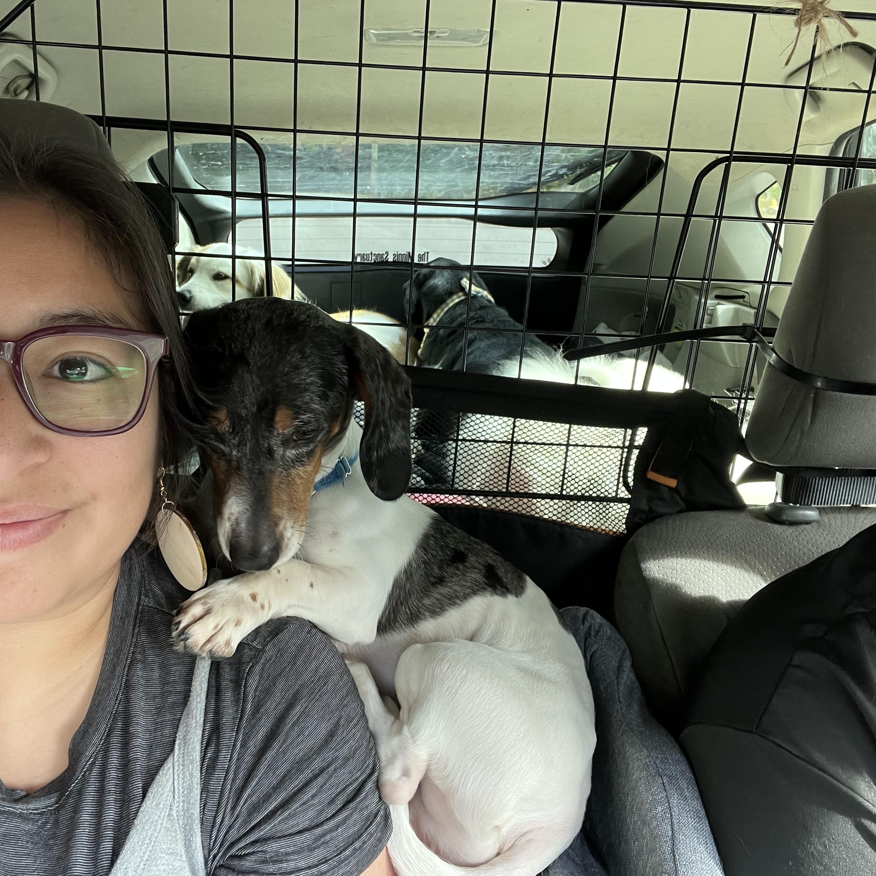 Enlarge Ripple, a Adoptable Dachshund in Bowdoin, ME image 6/6