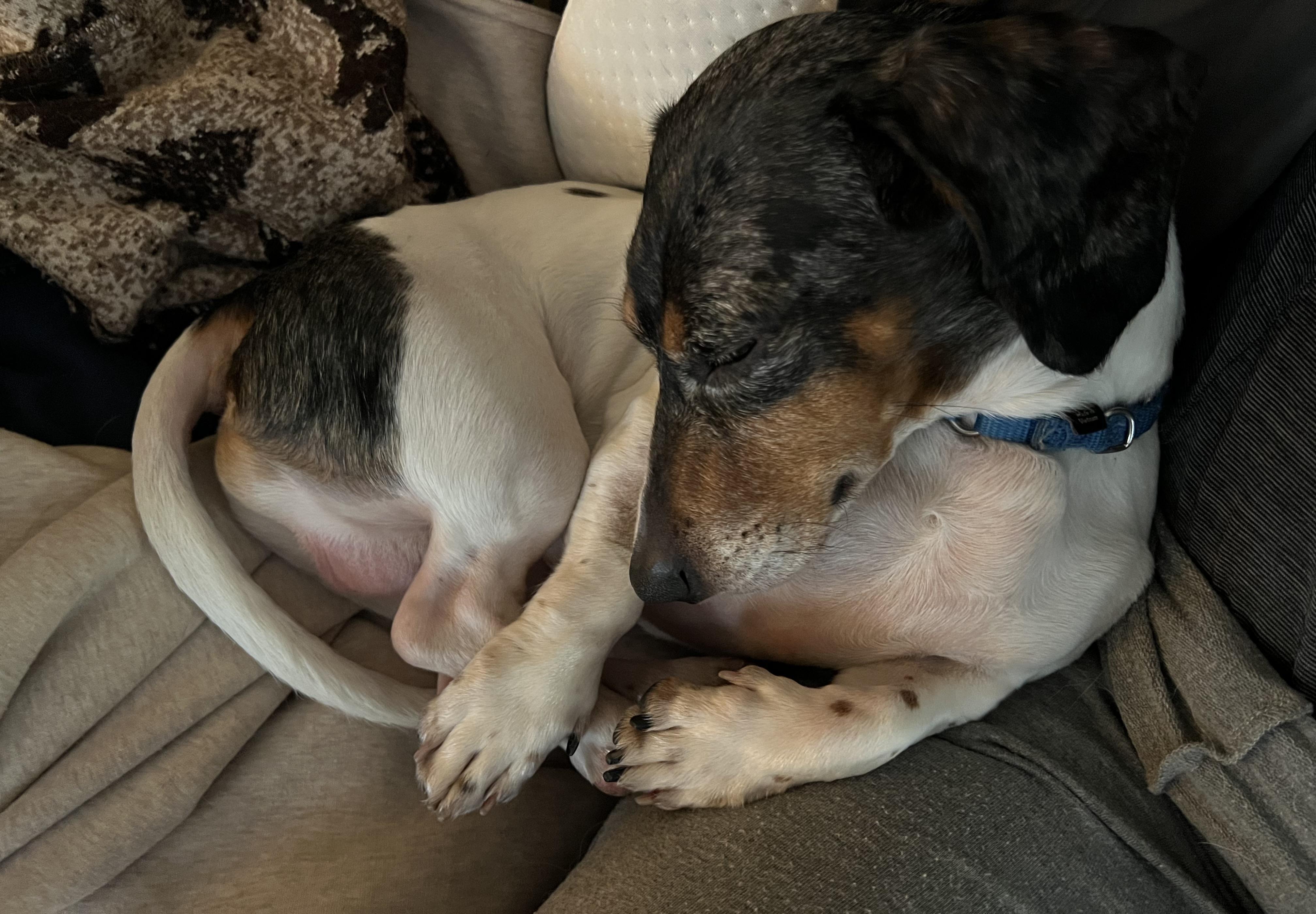 Enlarge Ripple, a Adoptable Dachshund in Bowdoin, ME image 5/6