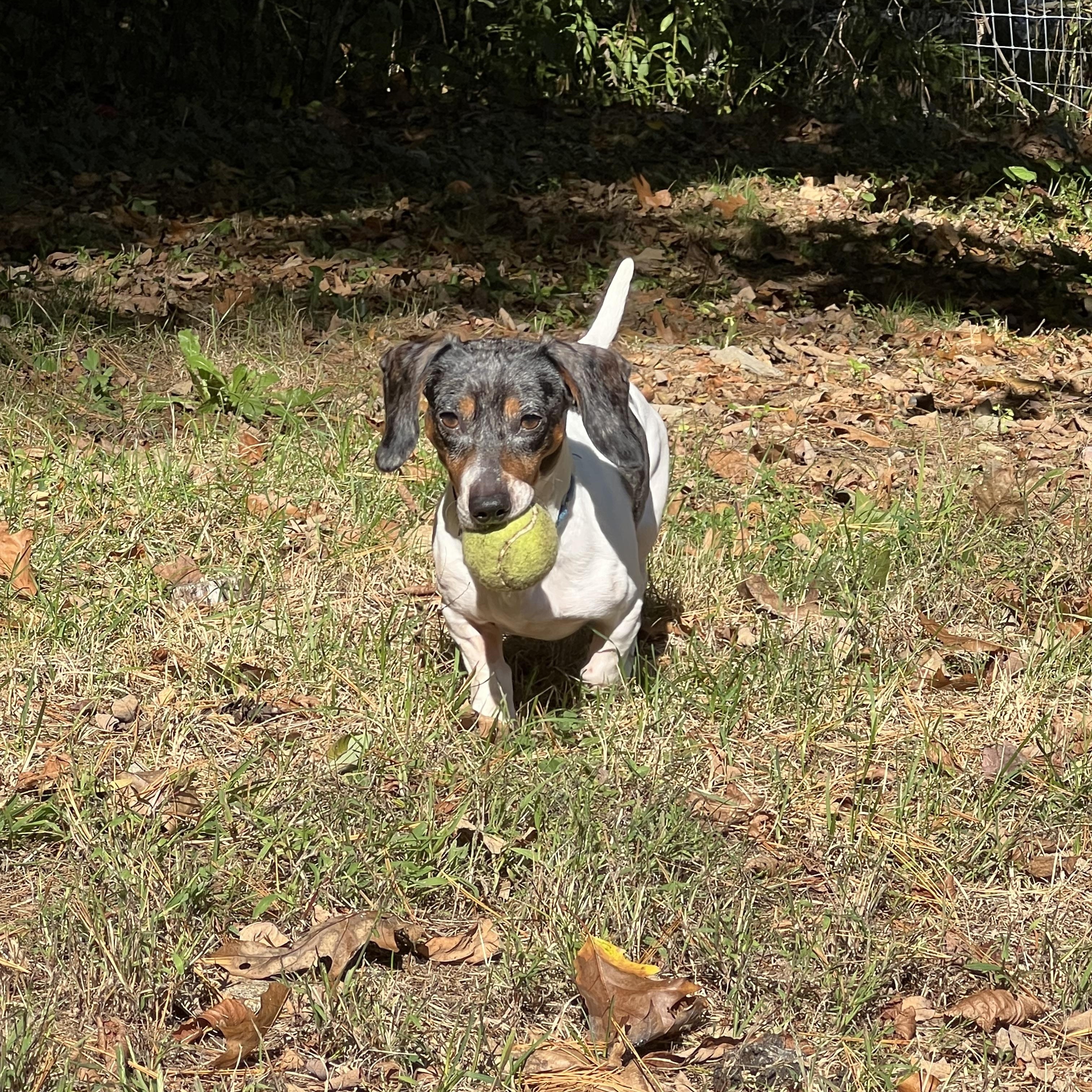Enlarge Ripple, a Adoptable Dachshund in Bowdoin, ME image 2/6