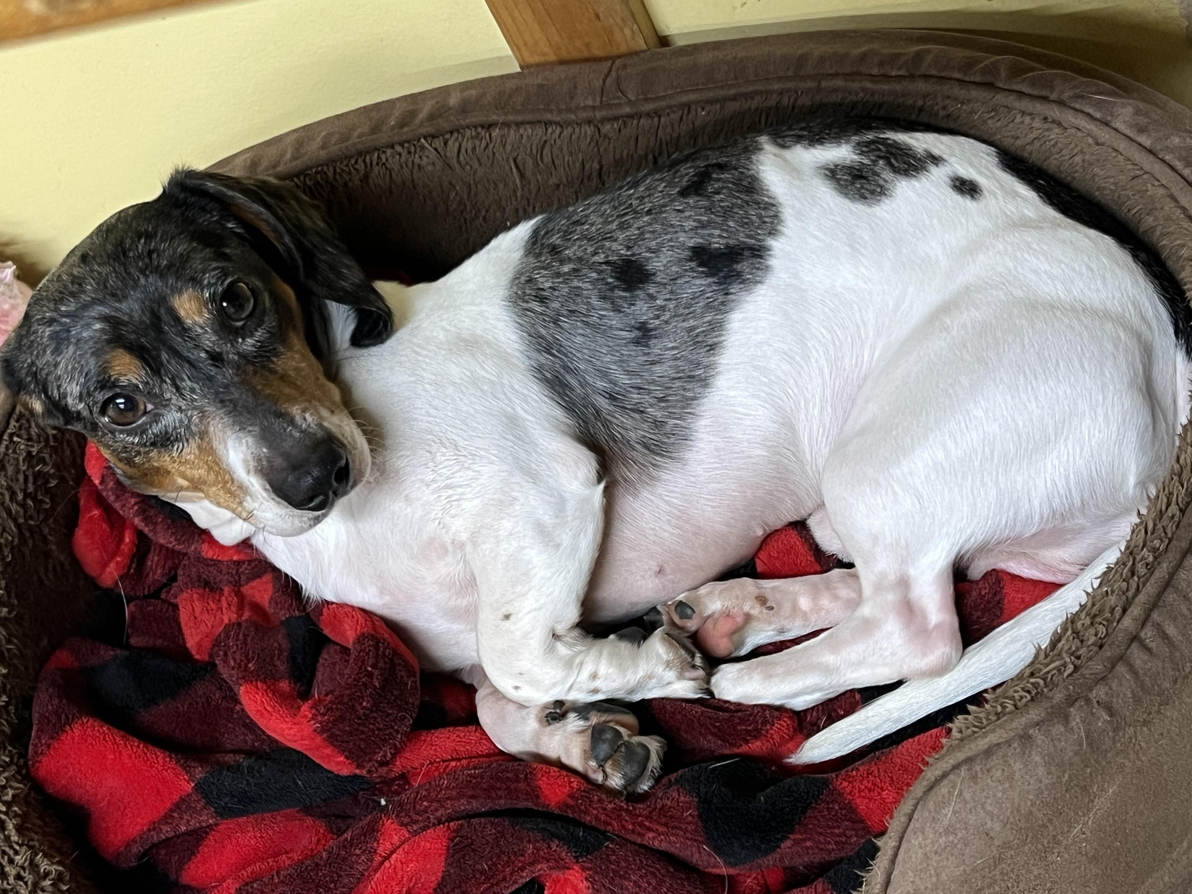 Ripple, Adoptable, Adult Male Dachshund.