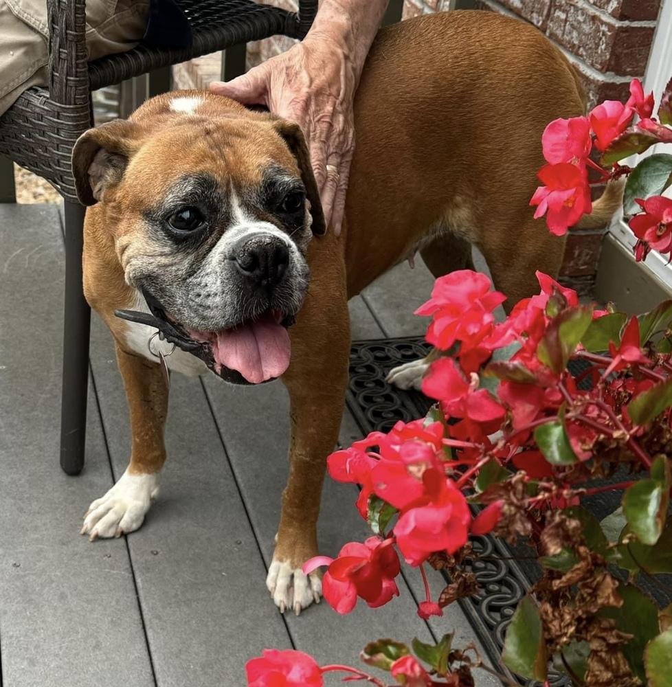 Raygun, Adoptable, Senior Female Boxer.