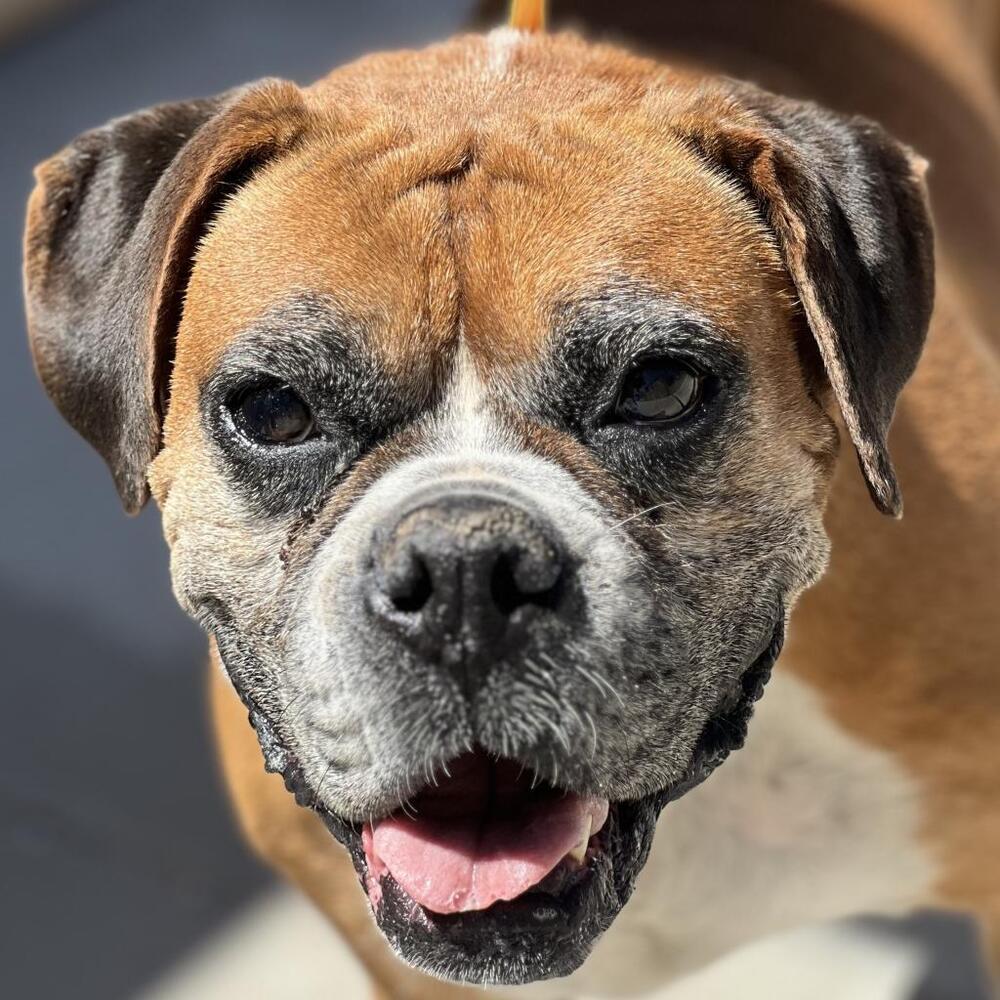 Raygun, a Adoptable Boxer in Denver, CO image 2/6