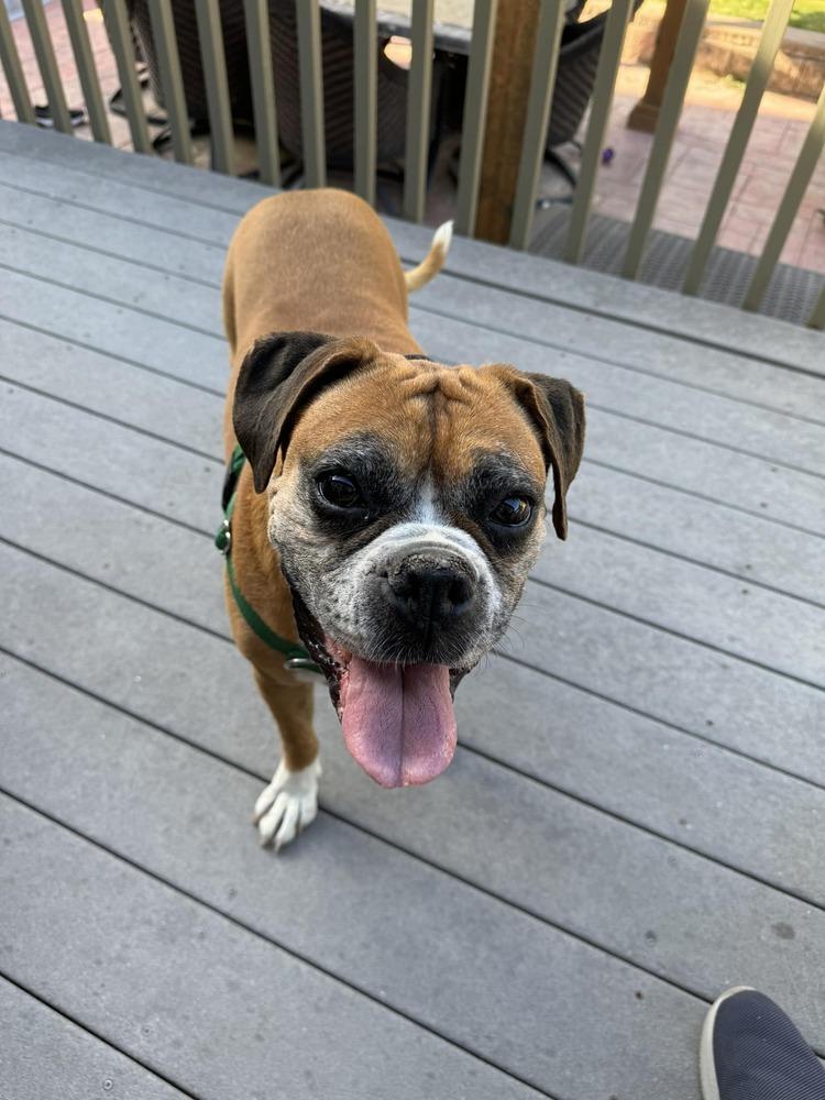 Raygun, a Adoptable Boxer in Denver, CO image 3/6