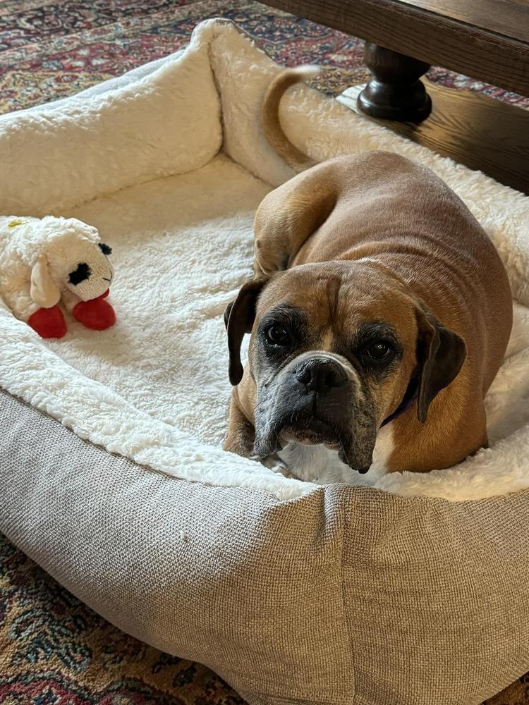 Raygun, a Adoptable Boxer in Denver, CO image 4/6