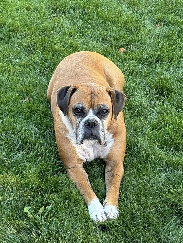 Raygun, a Adoptable Boxer in Denver, CO image 5/6