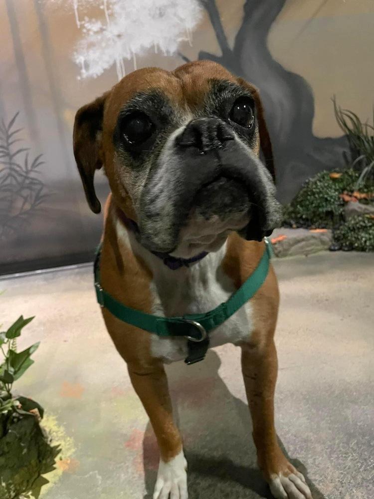 Raygun, a Adoptable Boxer in Denver, CO image 6/6