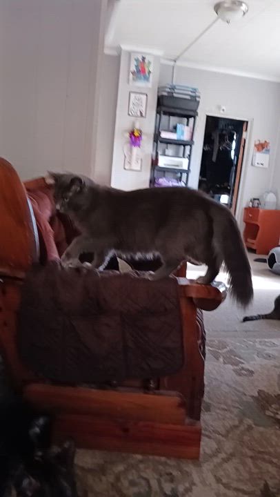 Enlarge Zoe, a Adoptable Domestic Long Hair in Nanticoke, PA video 4/4