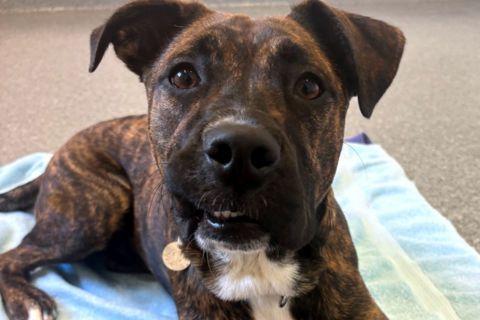 Enlarge Pepper, a ADOPTABLE mixed breed in Chicago, IL image 4/4