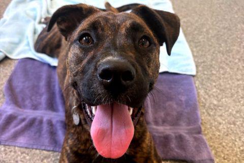 Enlarge Pepper, a ADOPTABLE mixed breed in Chicago, IL image 2/4