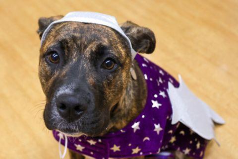 Enlarge Pepper, a ADOPTABLE mixed breed in Chicago, IL image 1/4