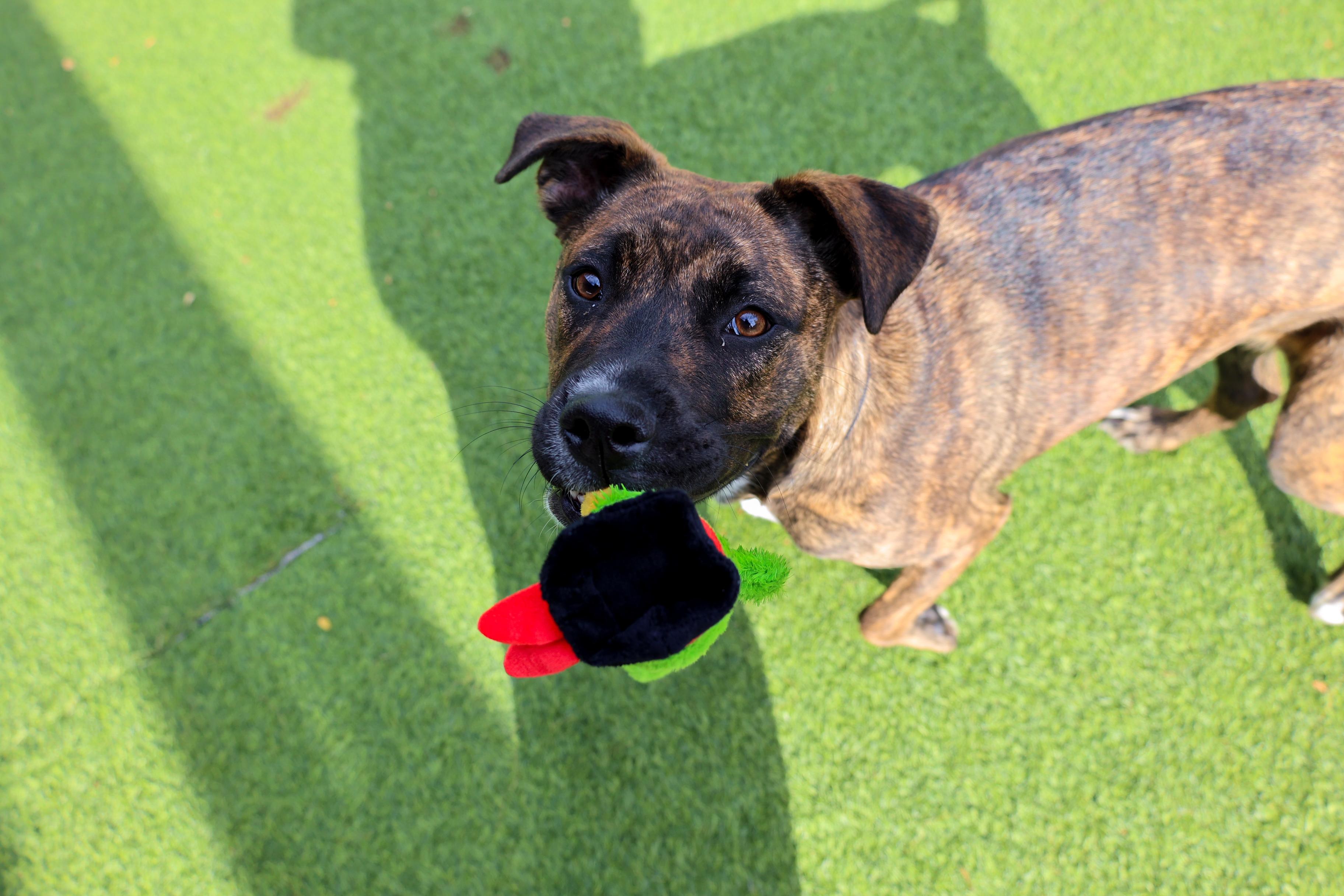 Enlarge Pepper, a ADOPTABLE mixed breed in Chicago, IL image 3/4