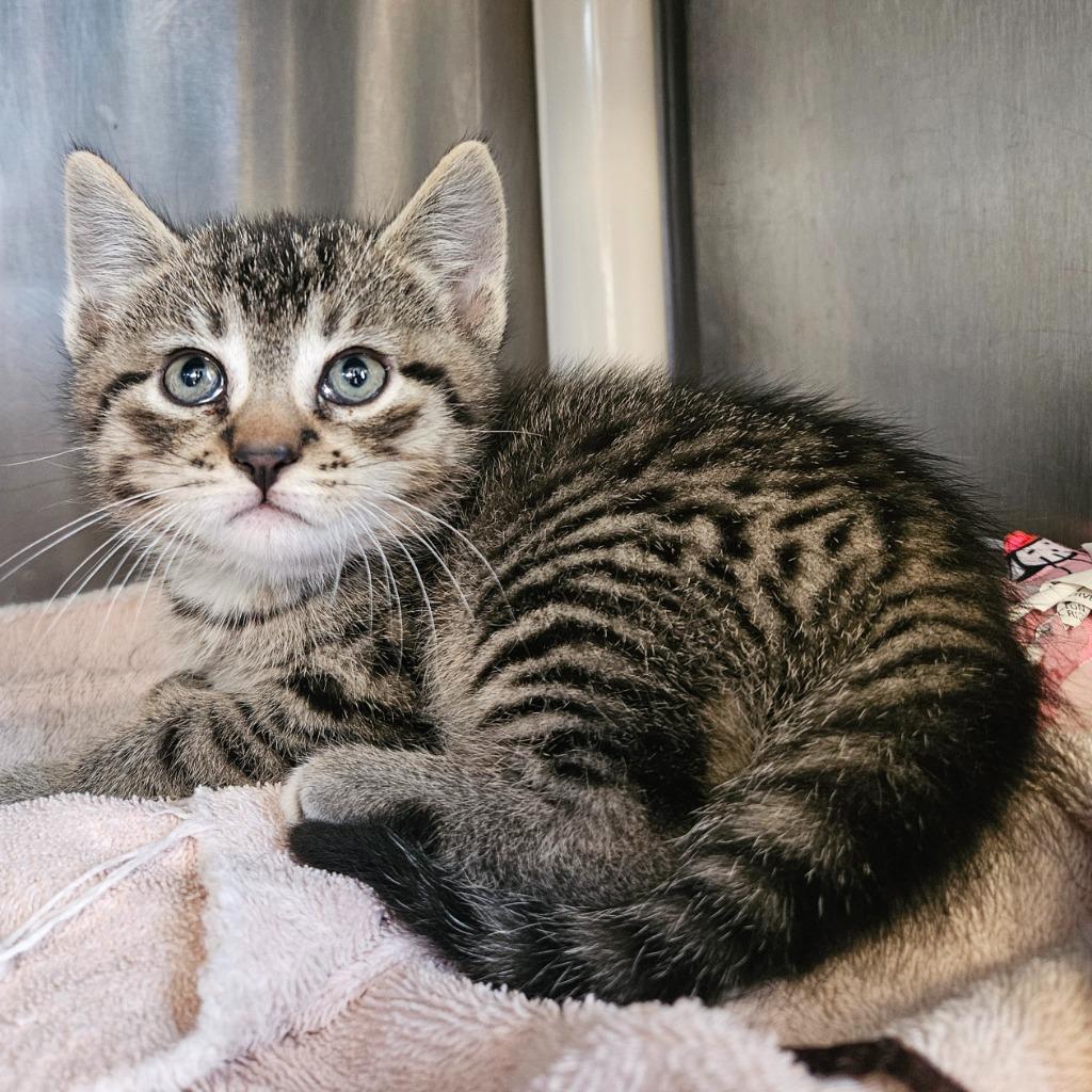 Dino, Adoptable, Kitten Male Domestic Short Hair.