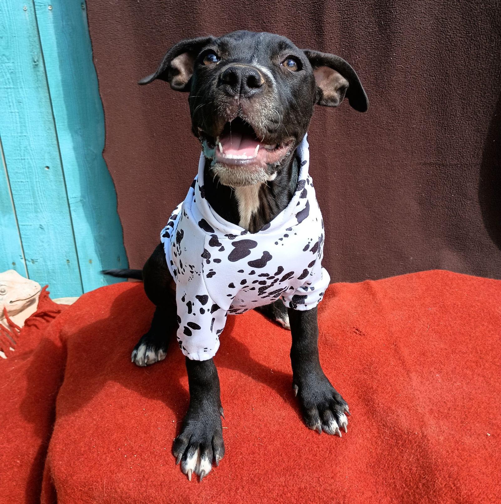 Enlarge Gamora-in a foster home, a Adoptable American Bulldog in Apple Valley, CA image 1/3