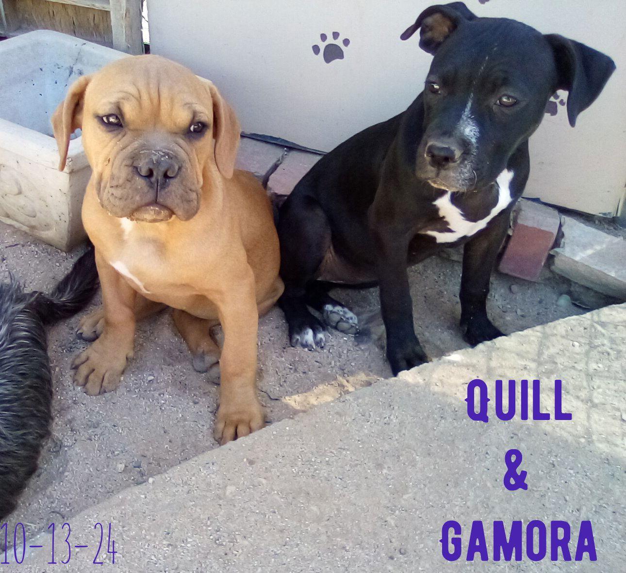 Enlarge Gamora-in a foster home, a Adoptable American Bulldog in Apple Valley, CA image 2/3